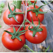 AT221 Yiyue Krankheit beständige Tomatensamenpreise